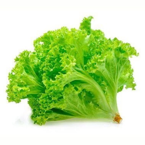 ALFACE CRESPA UN